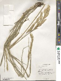 Bromus catharticus image