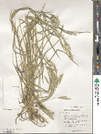 Bromus catharticus image