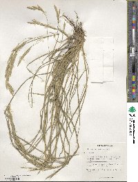 Bromus catharticus var. catharticus image