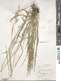 Bromus catharticus image