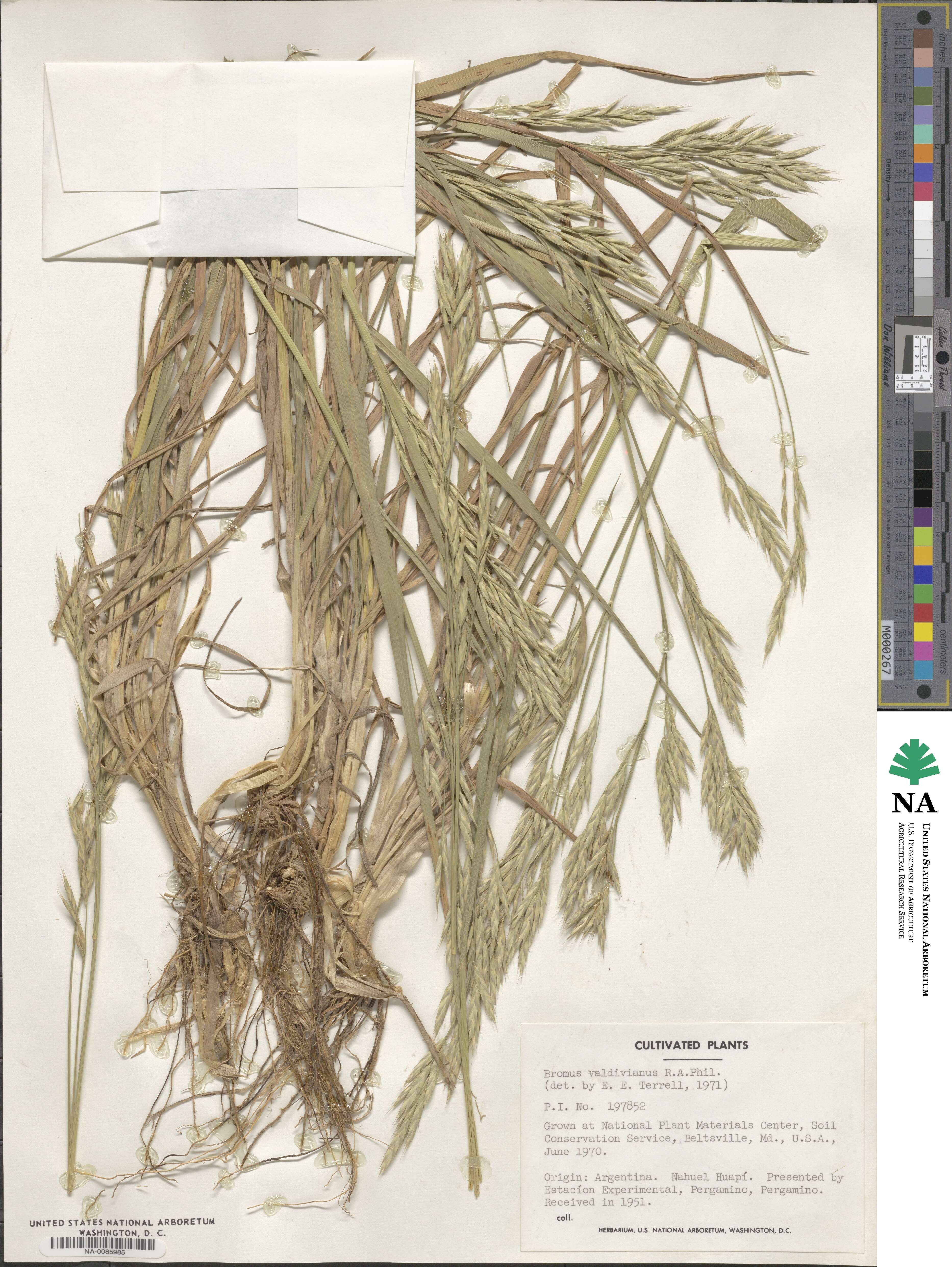 Bromus cebadilla image