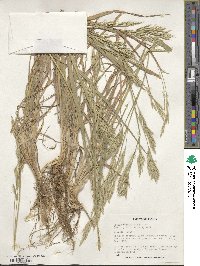 Bromus cebadilla image