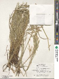 Bromus variegatus image
