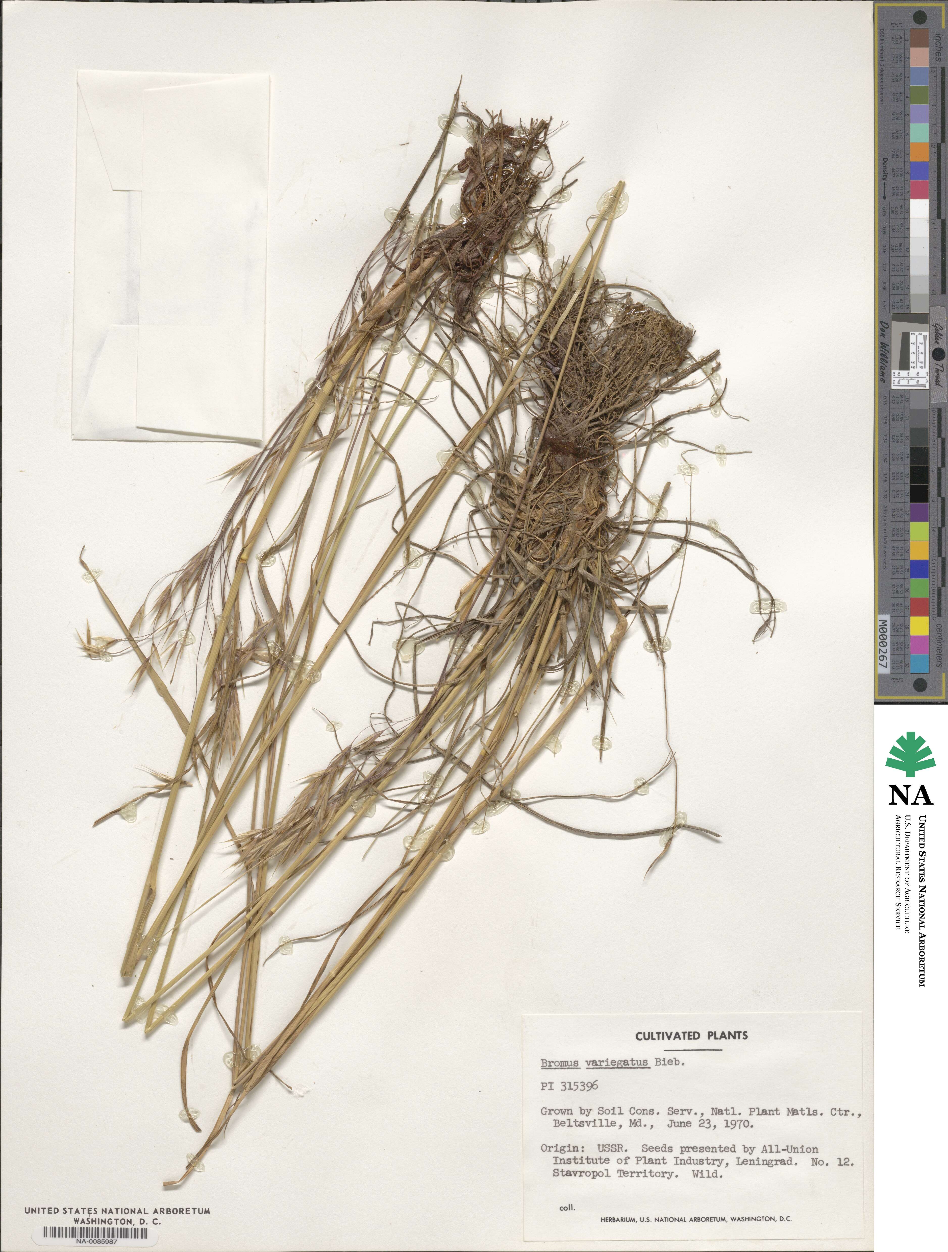 Bromus variegatus image