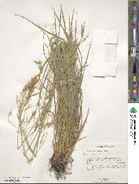 Bromus variegatus image