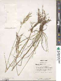 Bromus variegatus image