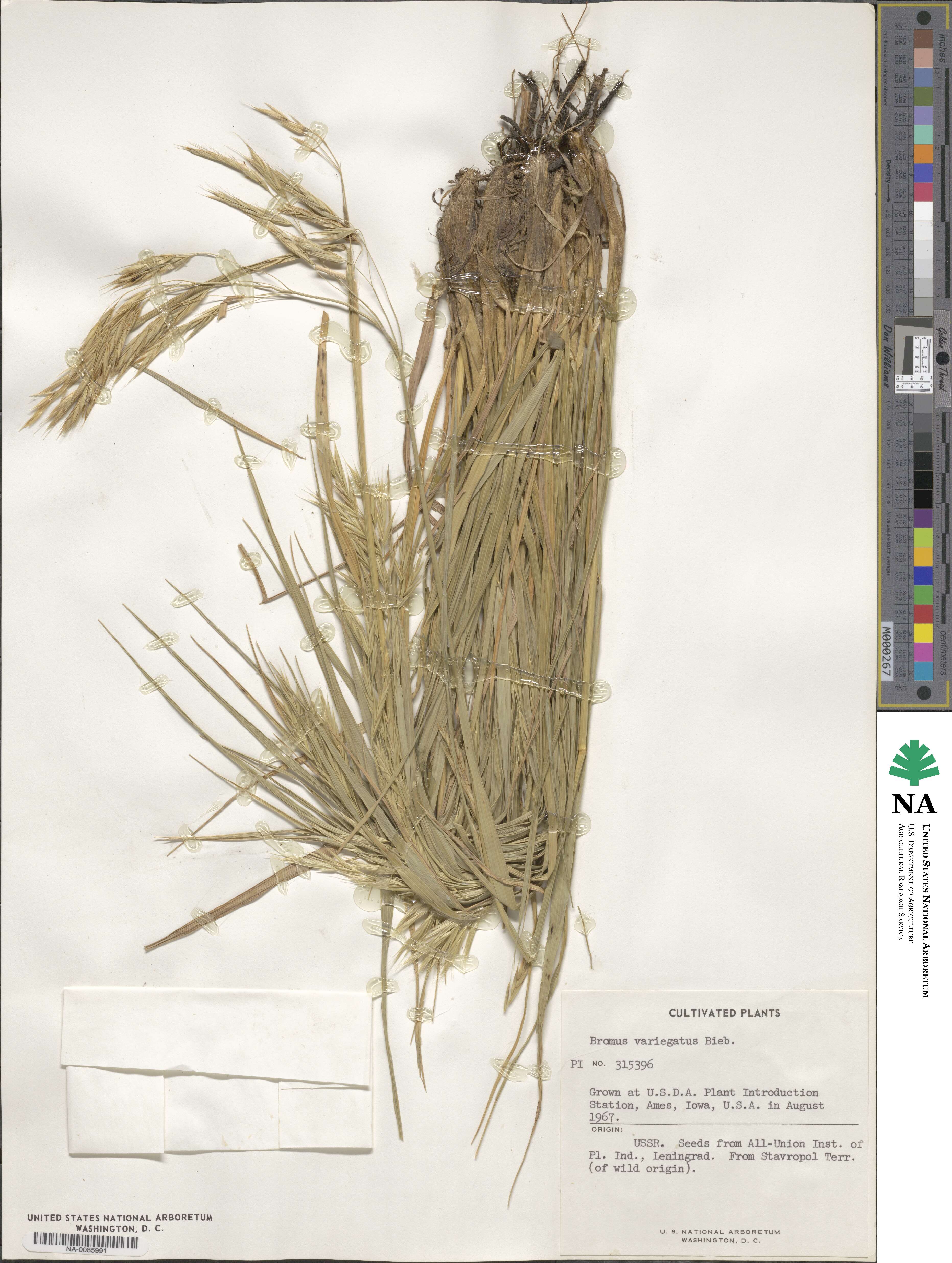 Bromus variegatus image