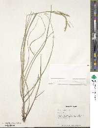 Image of Bromus pannonicus