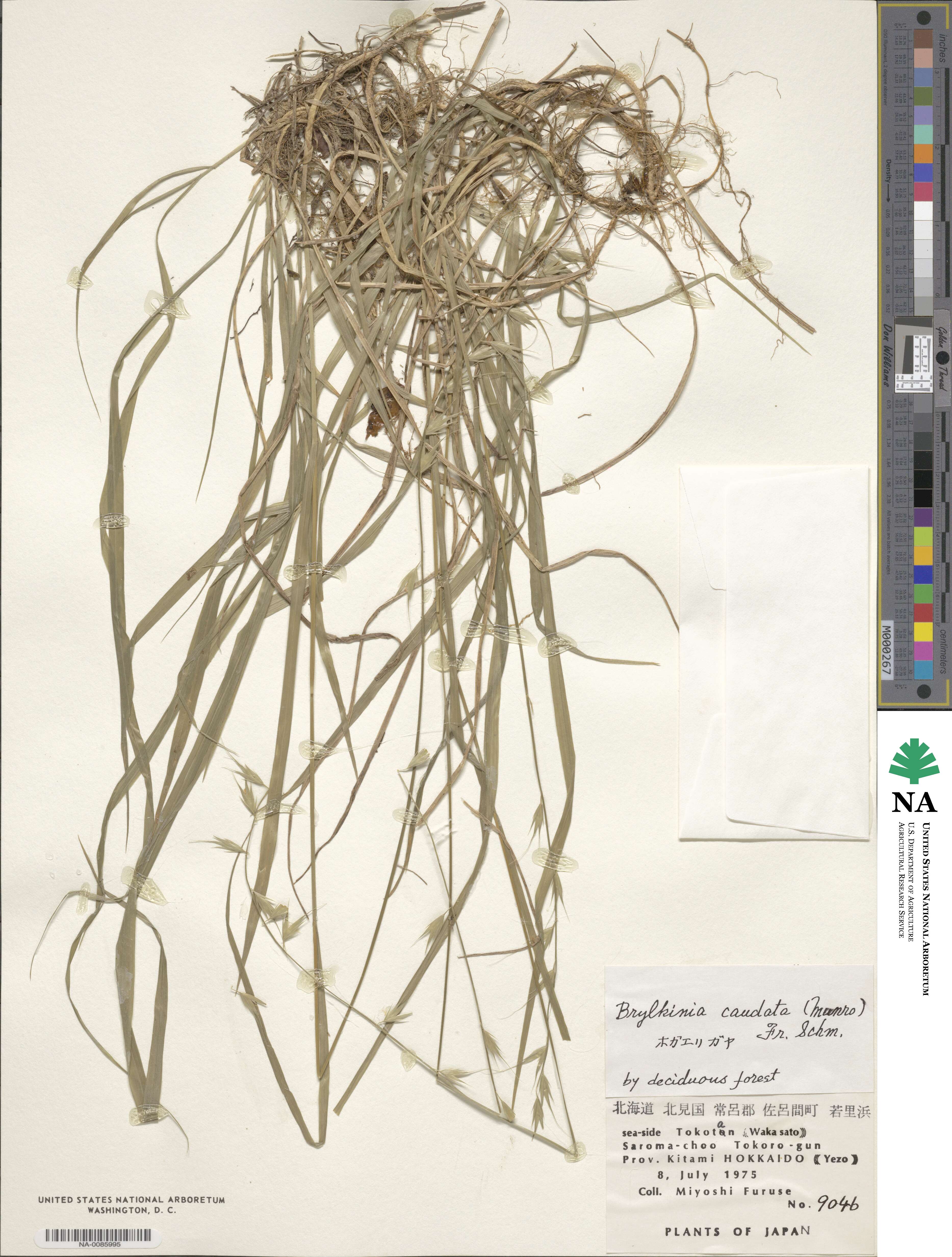 Brylkinia caudata image