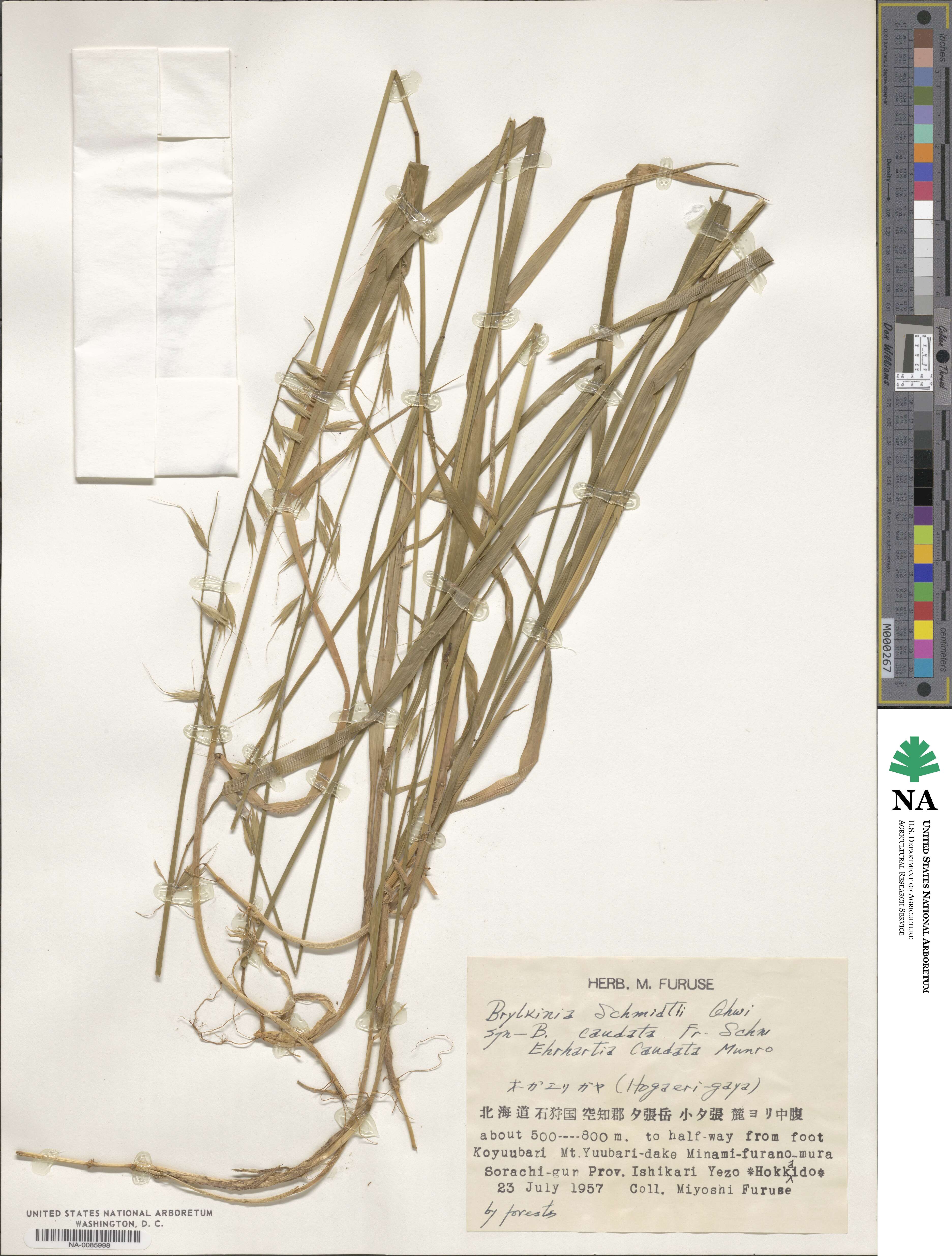 Brylkinia caudata image