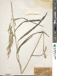 Calamagrostis arundinacea image