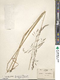 Image of Calamagrostis bolanderi