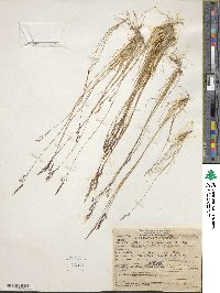 Calamagrostis breweri image