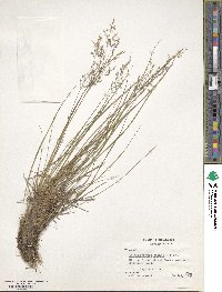 Image of Calamagrostis cainii