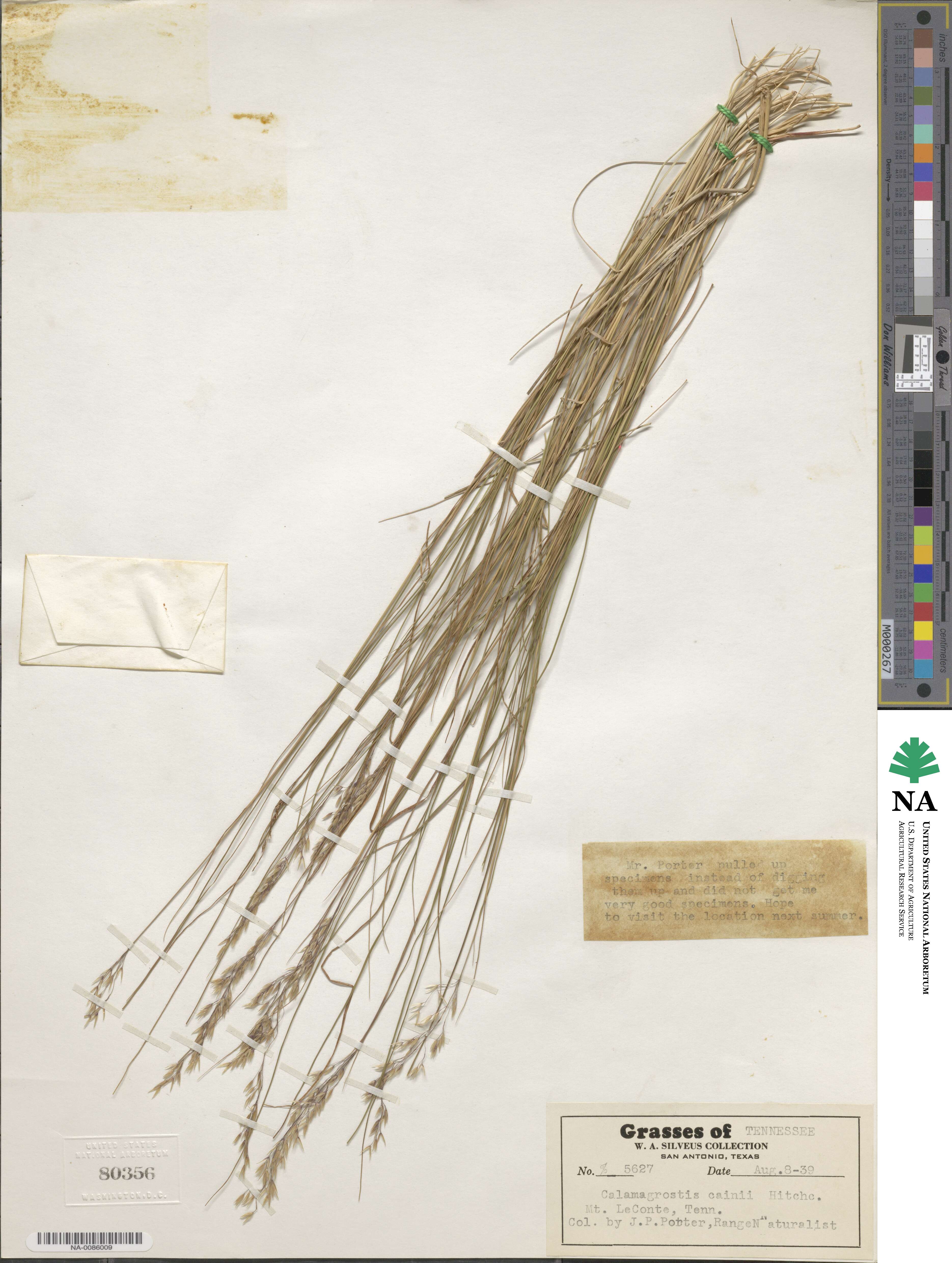 Calamagrostis cainii image