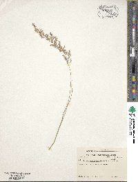 Calamagrostis canadensis image