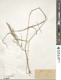 Calamagrostis canadensis image