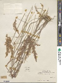 Calamagrostis canadensis image