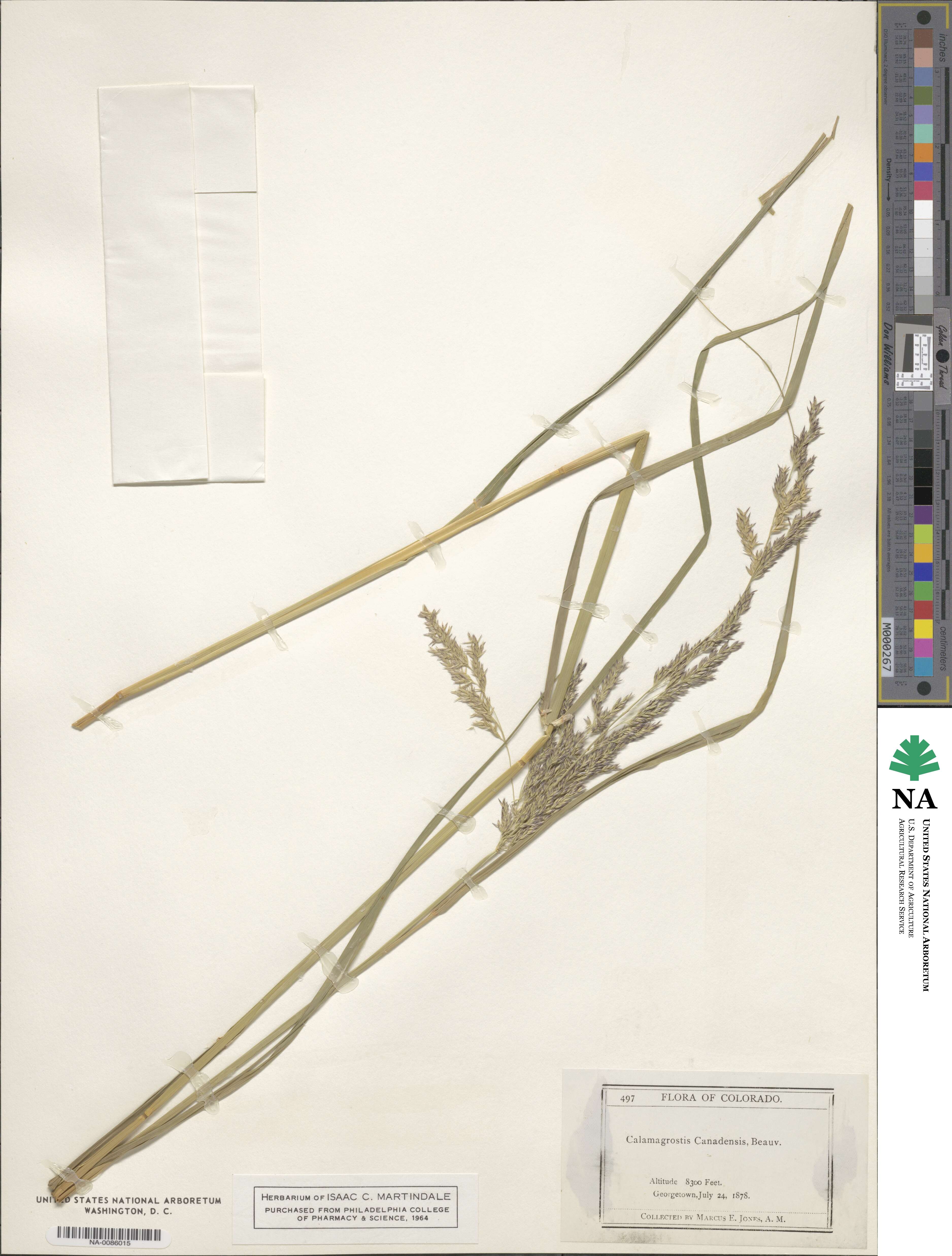 Calamagrostis canadensis image