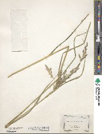 Calamagrostis canadensis image