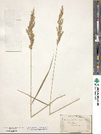 Calamagrostis canadensis image