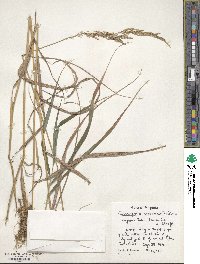 Calamagrostis canadensis image