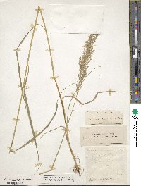 Calamagrostis canadensis image