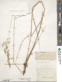 Calamagrostis canadensis image