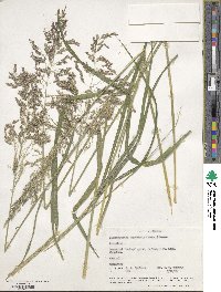 Calamagrostis canadensis image