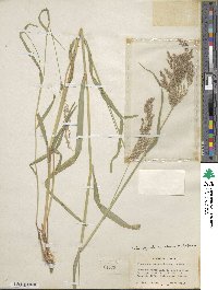 Calamagrostis canadensis image