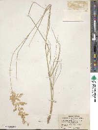 Calamagrostis canadensis image