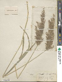 Calamagrostis canadensis image