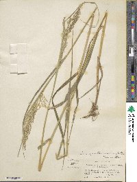 Calamagrostis canadensis image