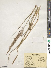 Calamagrostis canadensis image