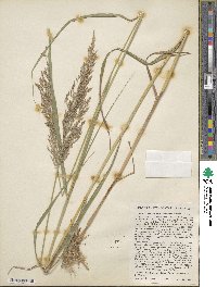 Calamagrostis canadensis image