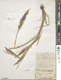 Calamagrostis canadensis image