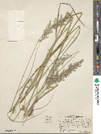 Calamagrostis canadensis image