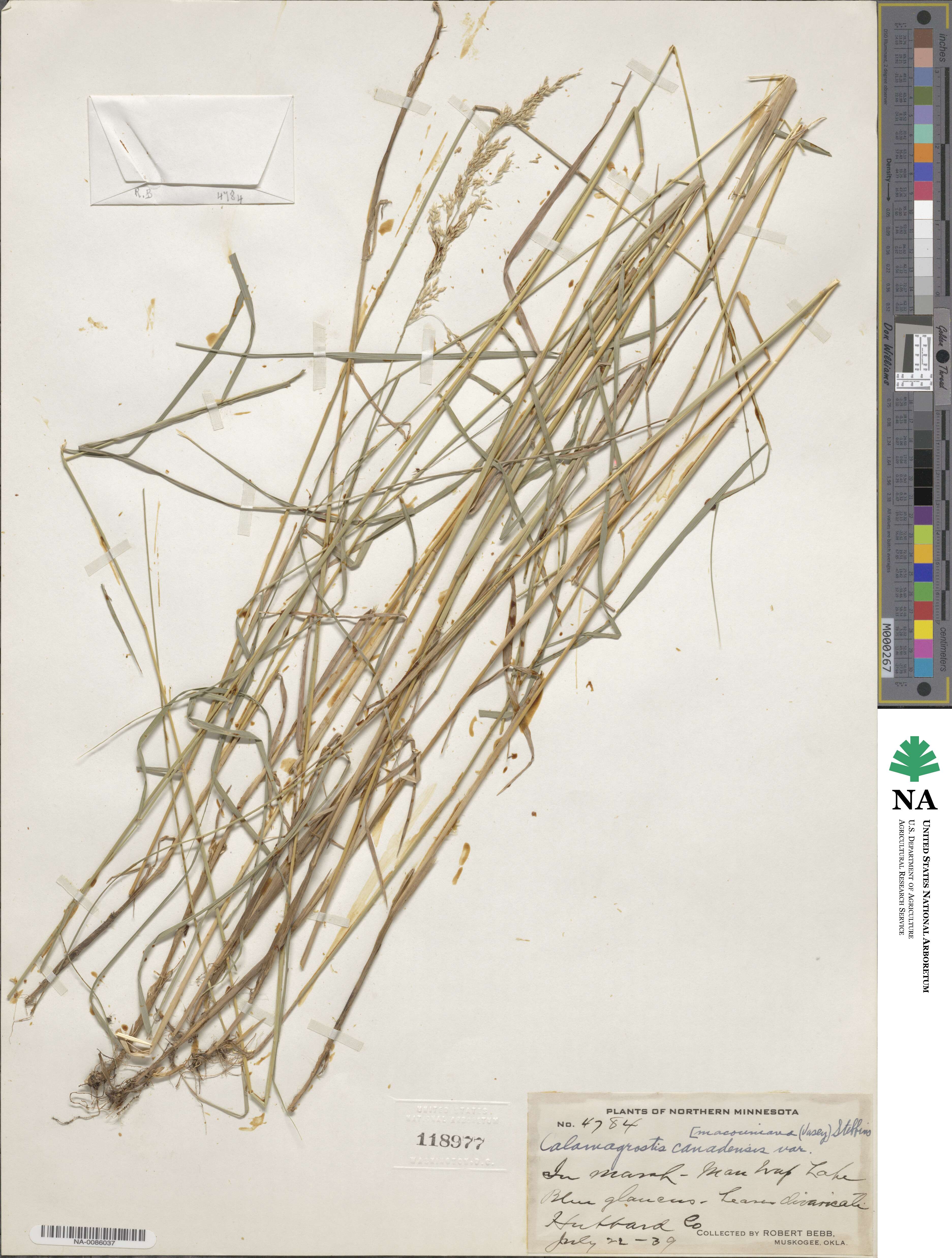 Calamagrostis image