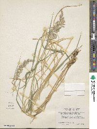 Calamagrostis purpurea image