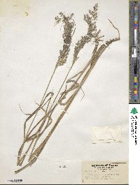 Calamagrostis purpurea image