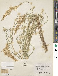 Calamagrostis purpurea image