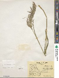 Calamagrostis purpurea image