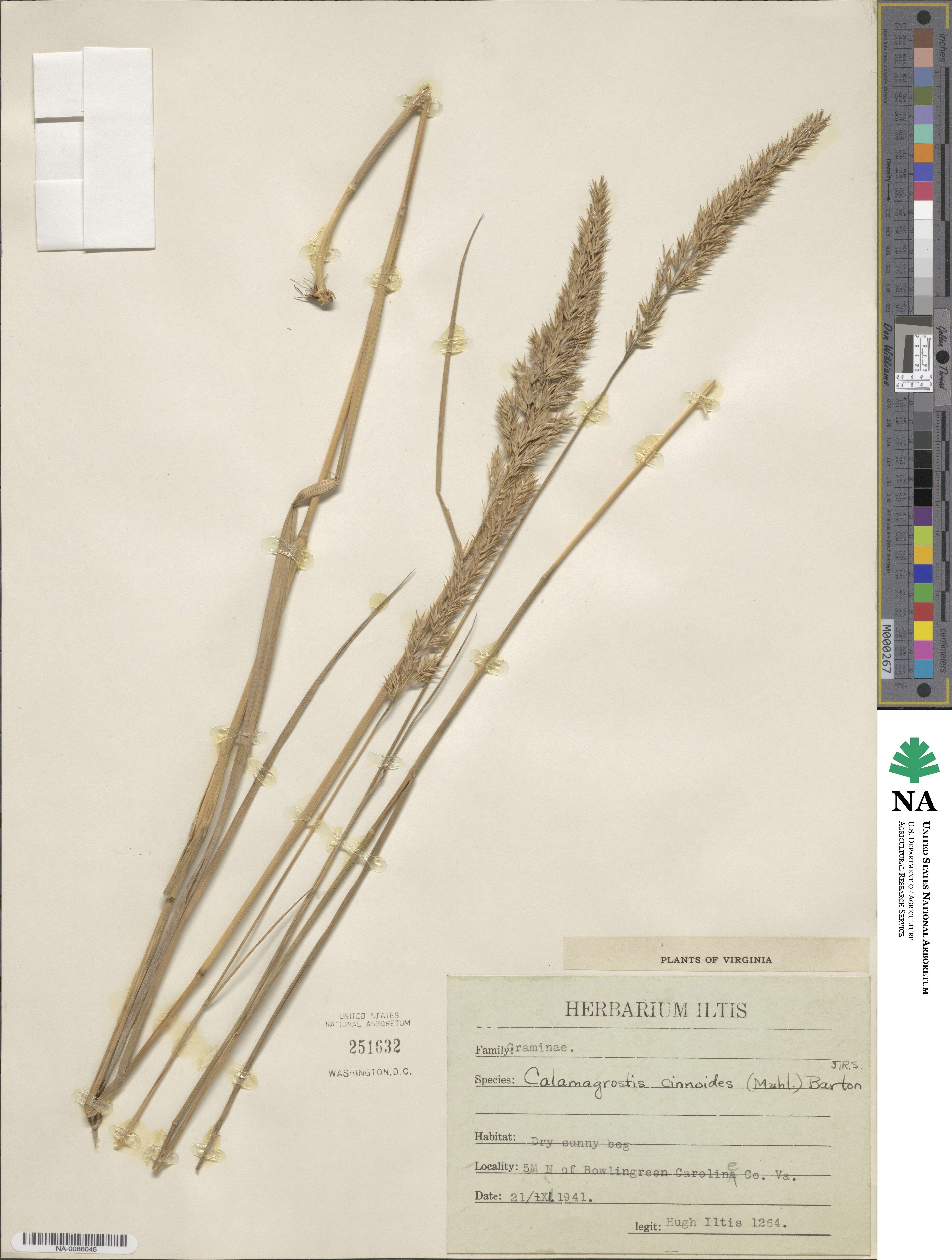 Calamagrostis canadensis image