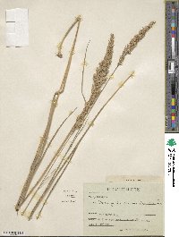 Calamagrostis canadensis image