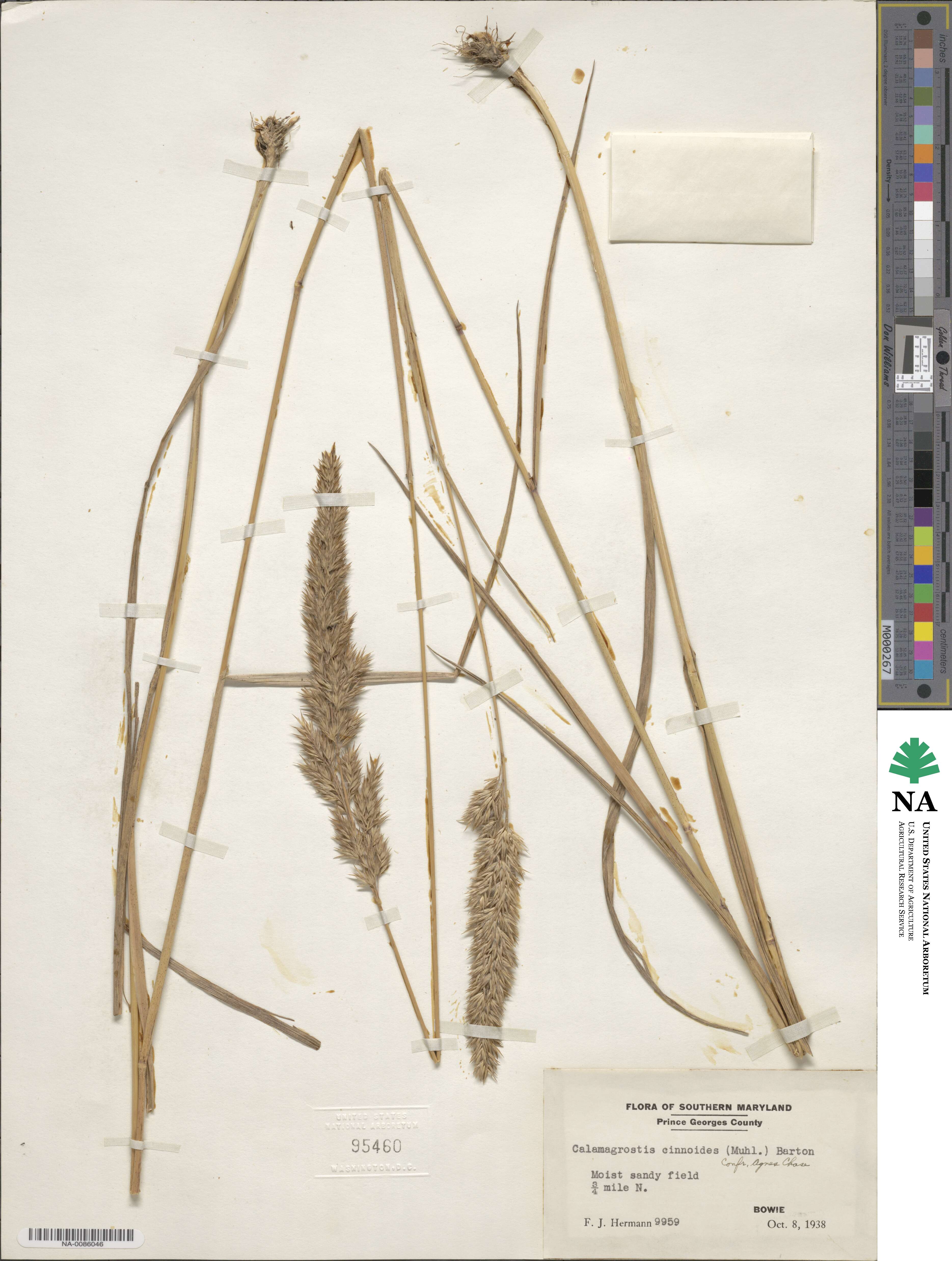 Calamagrostis canadensis image