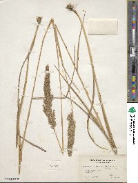 Calamagrostis canadensis image