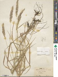 Calamagrostis canadensis image