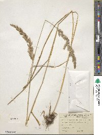 Calamagrostis canadensis image