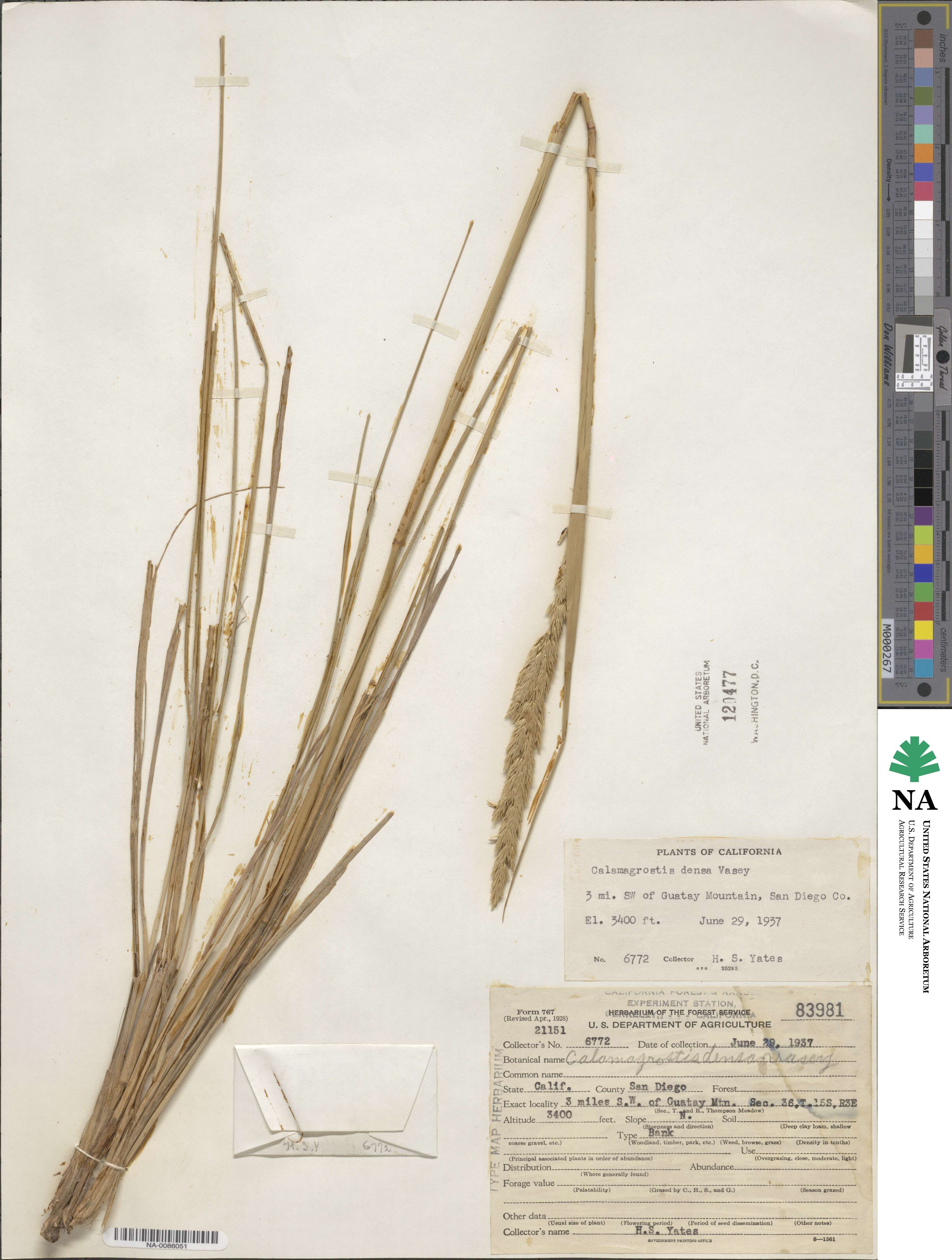 Calamagrostis koelerioides image