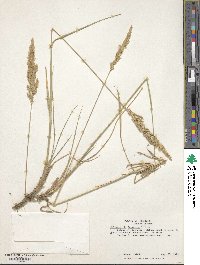 Calamagrostis inexpansa image